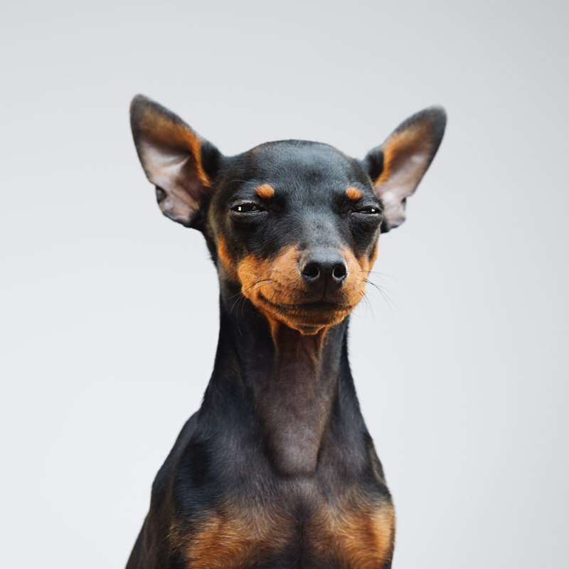 Mignon chien pinscher miniature par Sensorspot, H 36 po x l 36 po