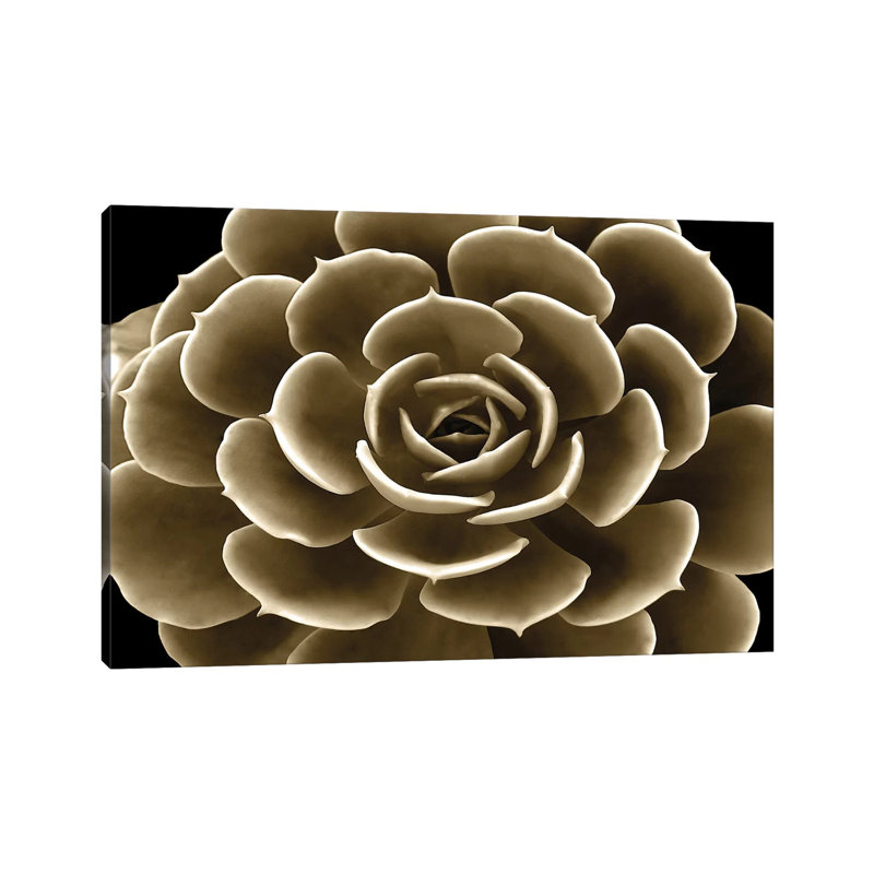 Taupe Succulent IV by Mia Jensen - Wrapped Canvas Print, 20.32 cm H x 30.48 cm W