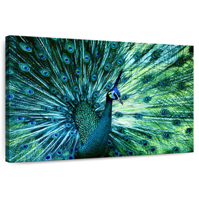 Elegant Peacock