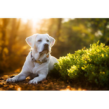 Lolo the Labrador Retriever, canvas 24x36