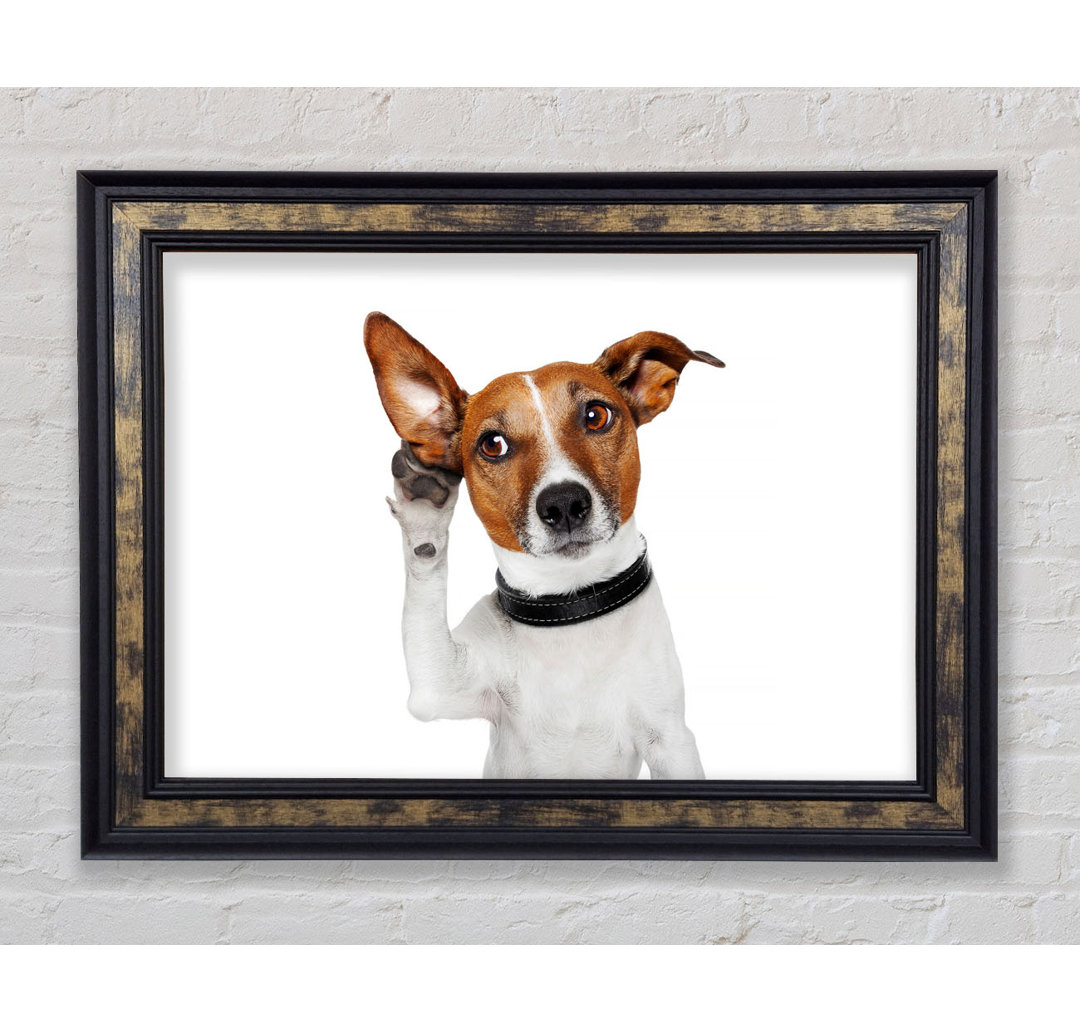 Jack Russell Hund Listen - Einzelner Bilderrahmen Kunstdrucke