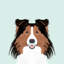 Shetland berger, impression sur toile tendue-19741983-74740430-74740431