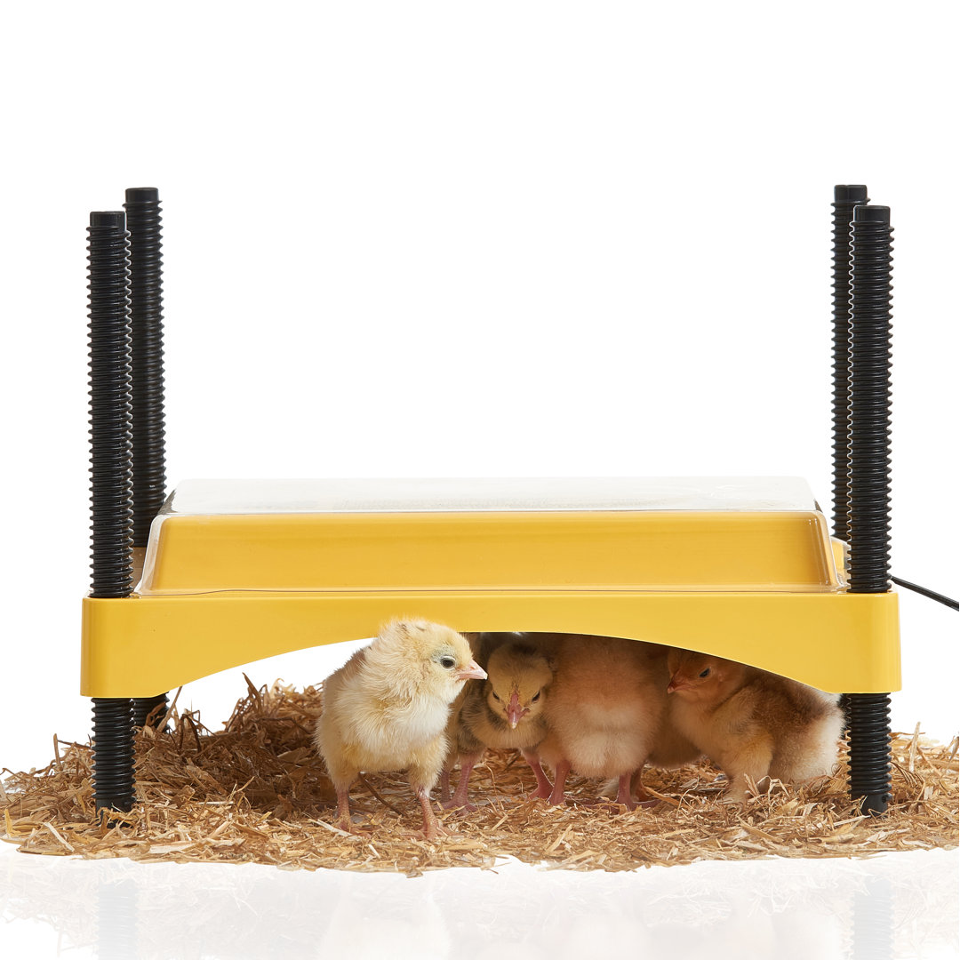 EcoGlow Safety 600 Chick Brooder  Brinsea