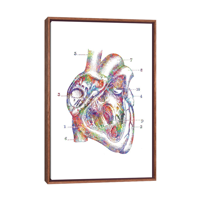 «Heart Cross Section» - Impression, H 26 po x l 18 po x 1,5 po, Cadre bois classique