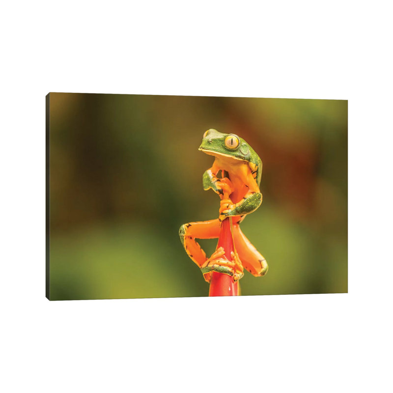 Costa Rica, La Paz River Valley, La Paz Waterfall Garden. Captive Splendid Leaf Frog On Heliconia. by Jaynes Gallery - Wrapped Canvas Print