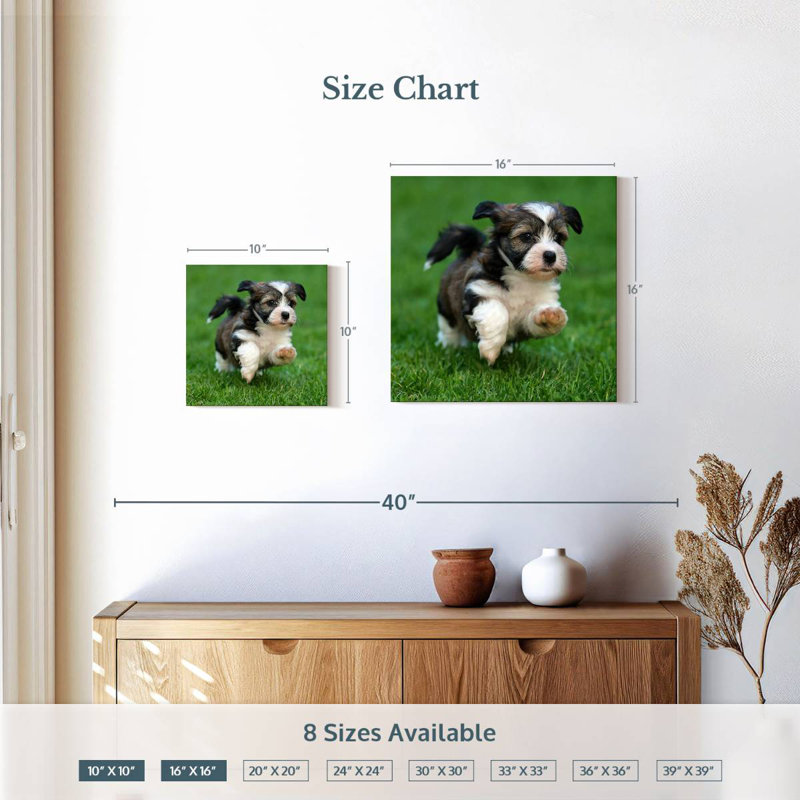 Crowle Havanese Puppy, H 10 po x l 10 po