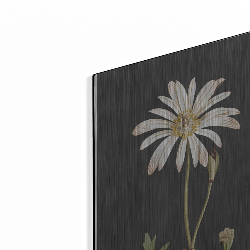 Red Barrel Studio® «Naturalist Bloom Study» par Lettered & Lined, art mural en métal, H 16 po x l 12 po
