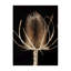Thistle Detail I Print by Chris Dunker-26772267-26772268