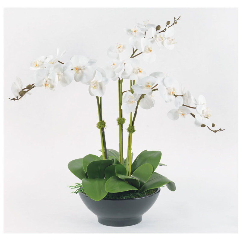 Fausse pièce d'orchidées blanches dans un bol noir