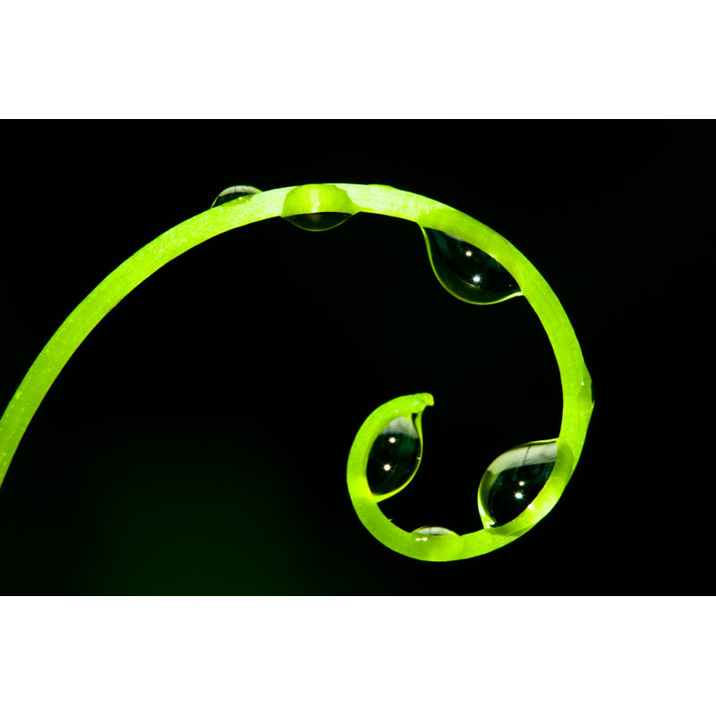 Grapevine Tendril with Water Droplets by Shulz, 24" H x 36" W