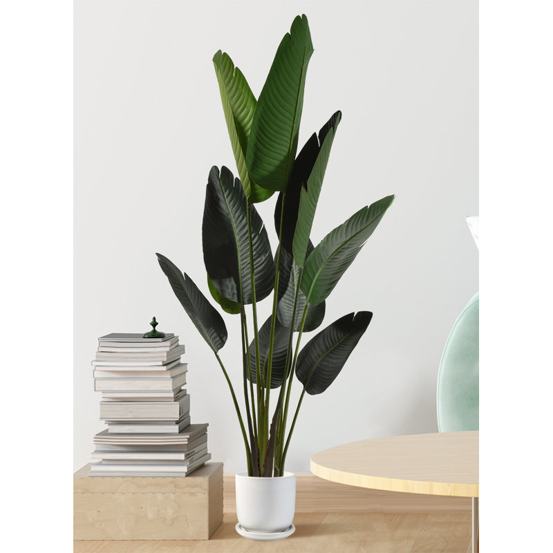 Feuille de banane en pot