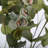 Hamlin 36 " Silk Eucalyptus Arrangement-354021856