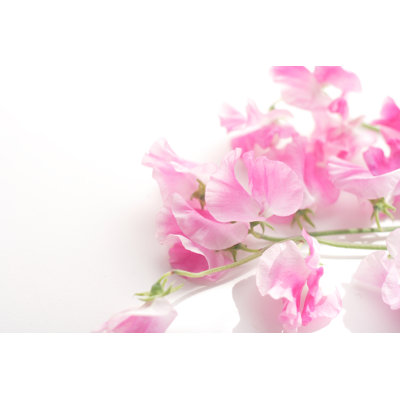 " Pink Sweet Pea "