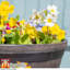Khaldoun Plant Pot Medium Wooden-effect Barrel (x10)-2107317095-2107317096