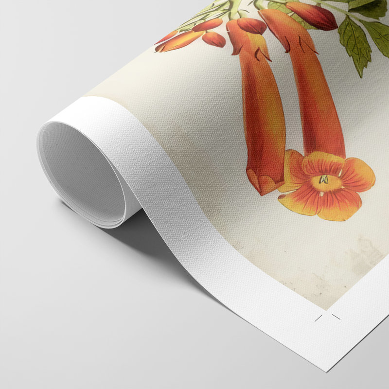Fleurs tropicales de la trompette III - impression sur toile seulement - non encadrée, H 18 po x l 12 po