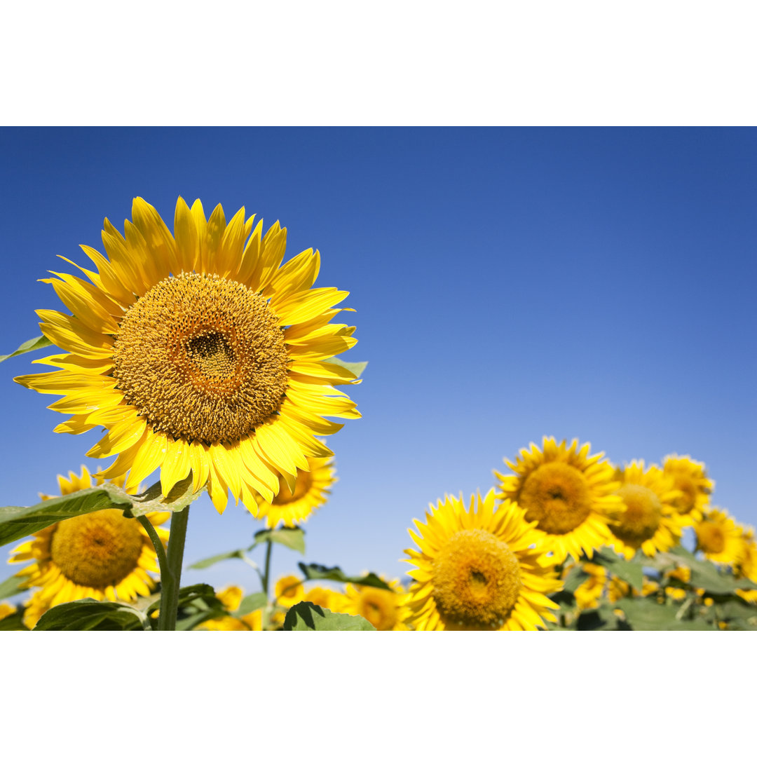 Sonnenblumen von Ooyoo - Kunstdrucke auf Leinwand