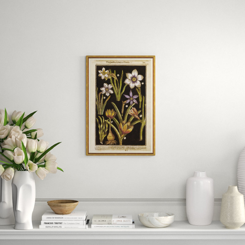 Botanicals Giclee Print by Robert John Thornton