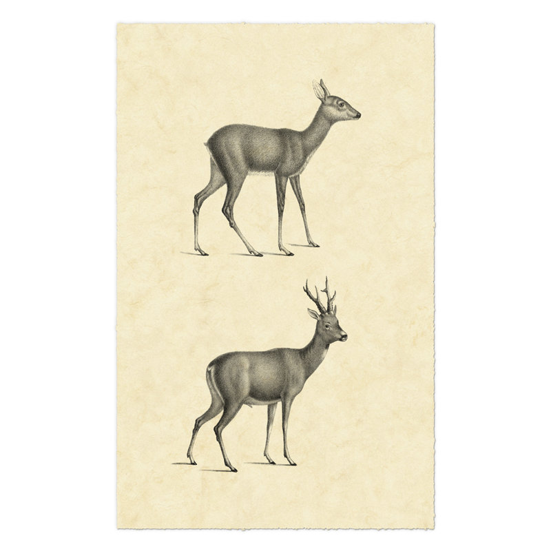 Vintage Deer I by Vision Studio - Wrapped Canvas Art Prints, 46cm H x 30cm W x 3.8cm D