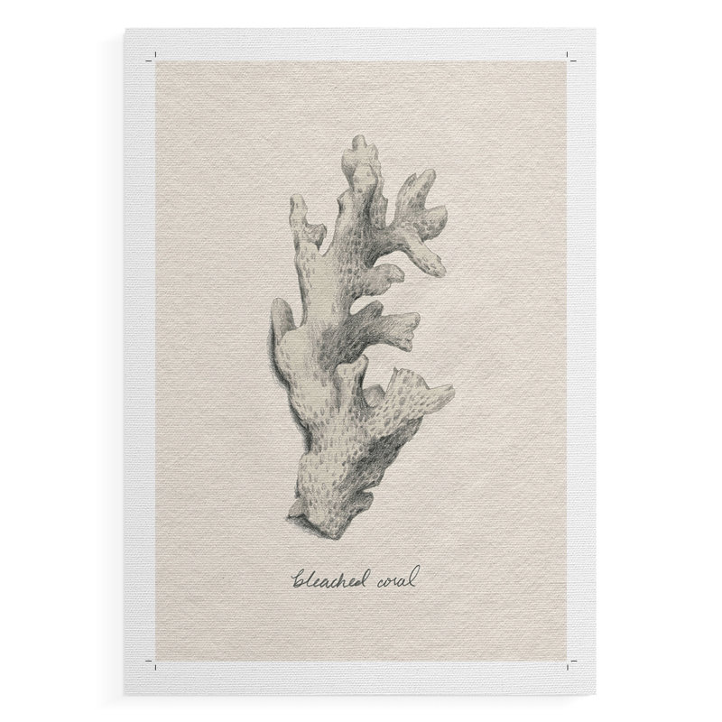 Shore Treasure Study II - Impression sur toile seulement - NON-CADRE, H 18 po x l 12 po