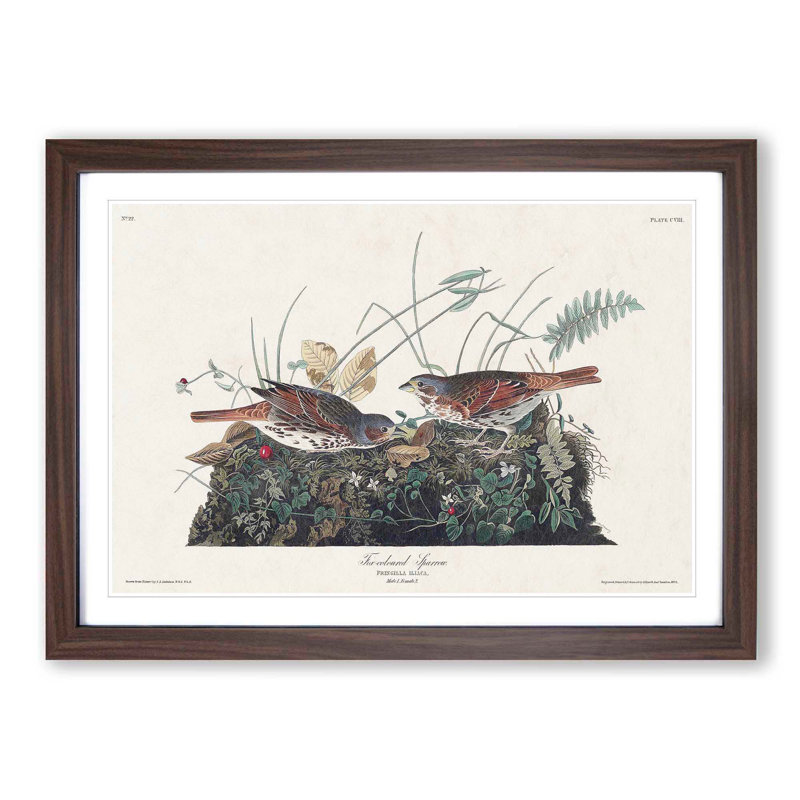 Fox-Coloured Sparrow by John Audubon - Picture Frame Painting Print, Walnut Framed, 27cm H x 36cm W x 2cm D