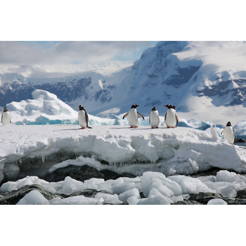 Elephant Island - Wrapped Canvas Print, 51cm H x 76cm W x 3.8cm D