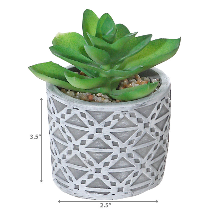 Succulent Arrangement in Pot