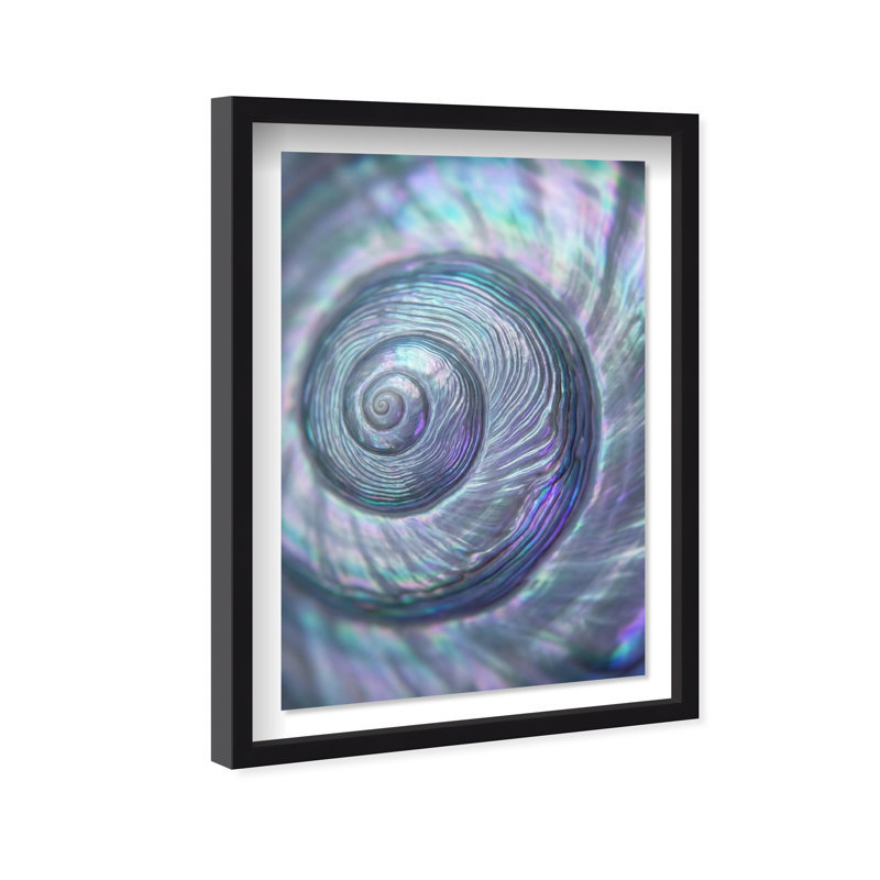 Sea Spiral Print by Oliver Gal, 37.5"H x 25.5"W, Black Shadowbox