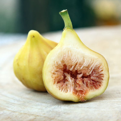 LSU Gold Fig Tree - Live Plant in a 2 Inch Pot - Ficus Carica - Edible Fruit Tree for The Patio and Garden