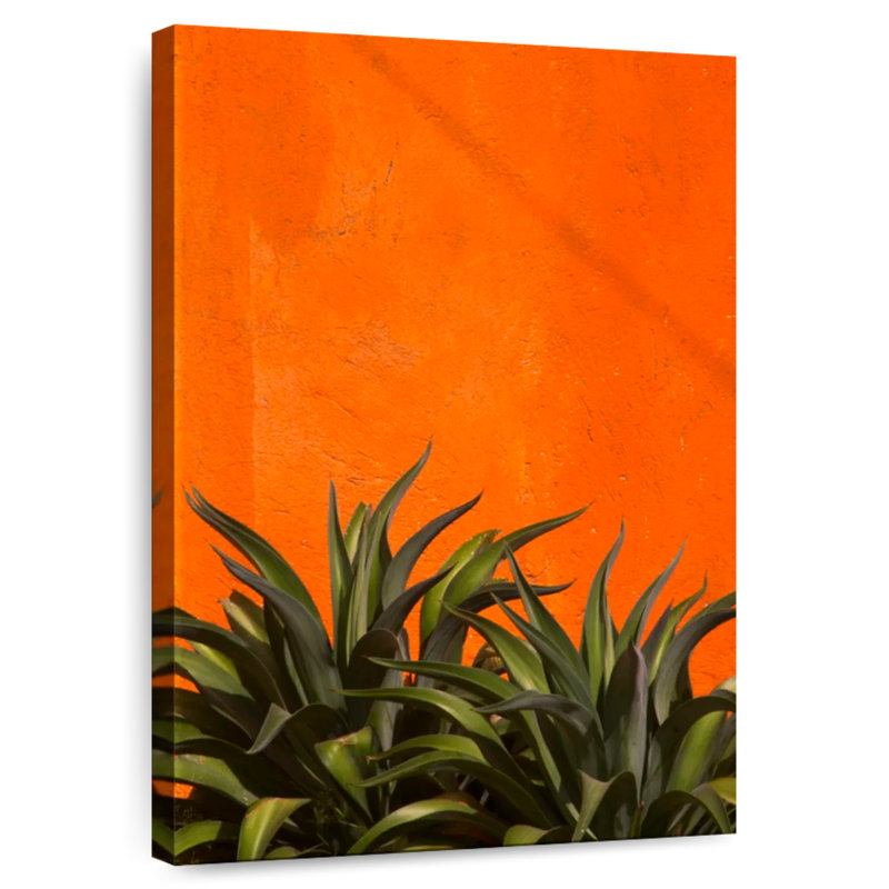 Harnek Agave, 51" H x 34" W