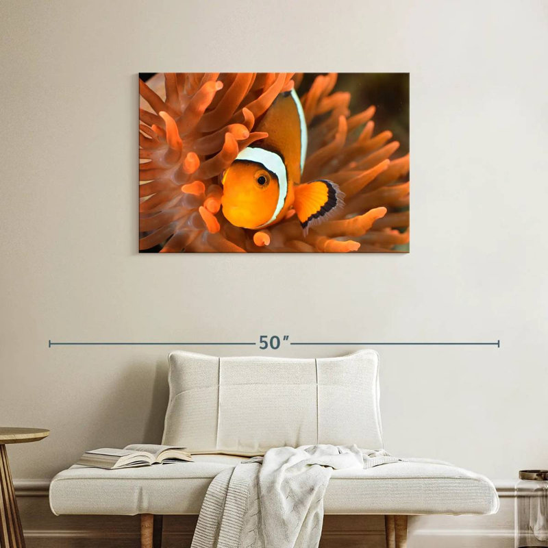 Brampt Orange Clownfish, 24" H x 36" W
