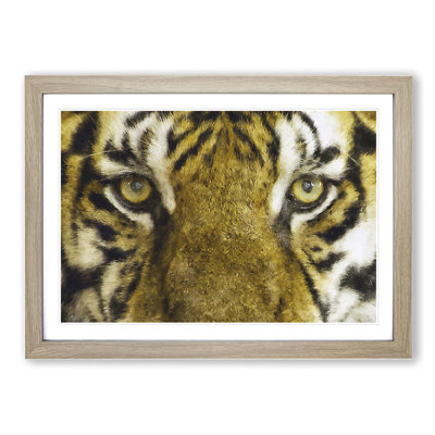 Eye of the Tiger - Framed Print