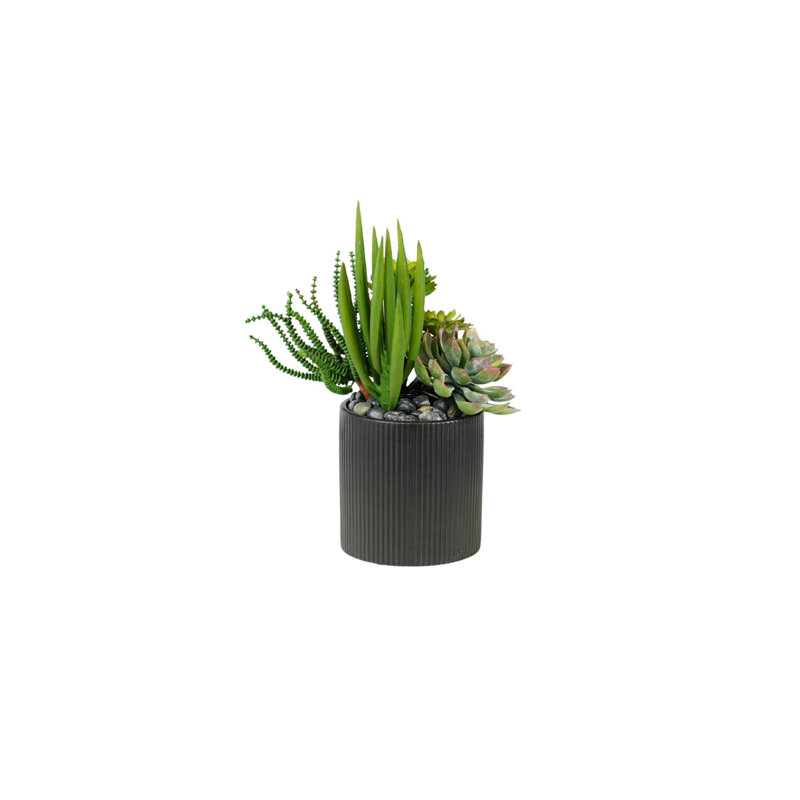 Succulents Arrangement in Ribbed Black Ceramic Planter