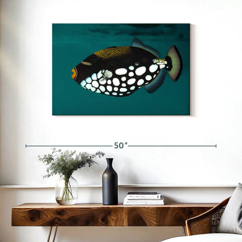 Clown Triggerfish Pet, H 24 po x l 36 po