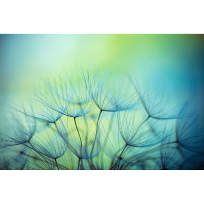 " Dandelion Flowers "