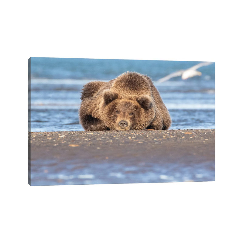 Napping Bear by Eric Fisher - Wrapped Canvas Painting, 20.32 cm H x 30.48 cm W