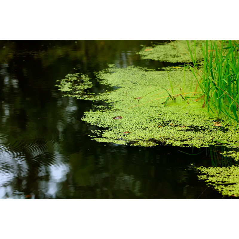Duckweed - Wrapped Canvas Print, 30cm H x 46cm W x 3.8cm D