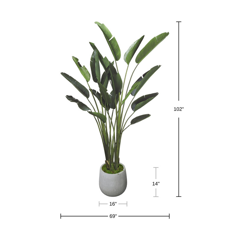 Bird of Paradise in Fiberstone Planter