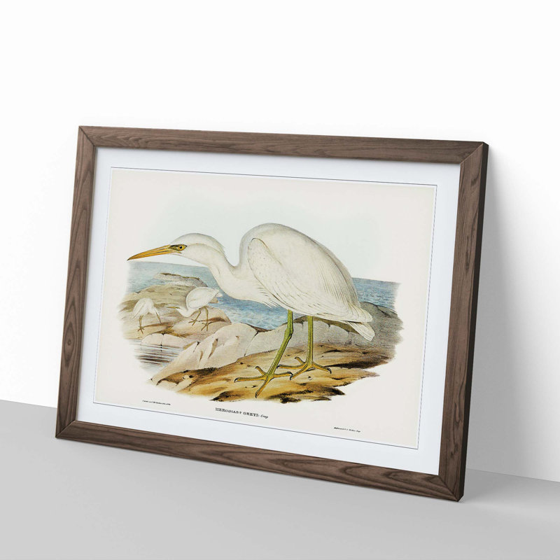 White Reef Herons by Elizabeth Gould - Framed Print, 48cm H x 65cm W x 2cm D, Walnut Framed