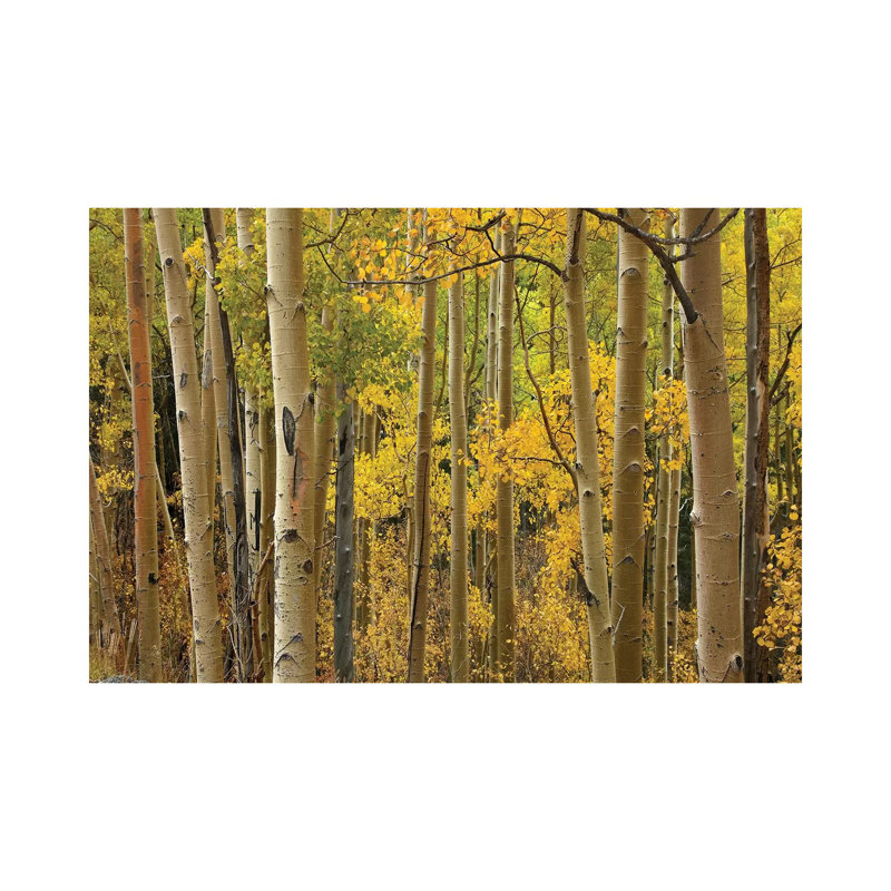 Quaking Aspen Trees In Autumn, Santa Fe National Forest Near Santa Fe, New Mexico I by Tim Fitzharris - Wrapped Canvas Print