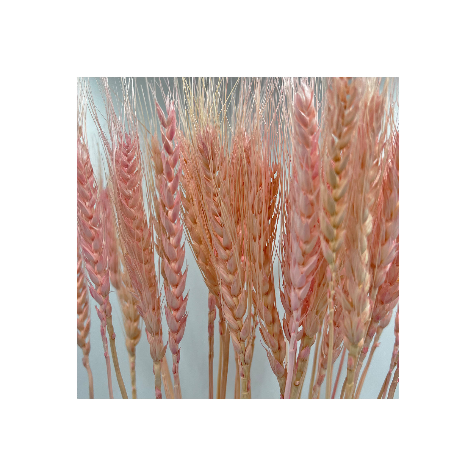 Dried Preserved wheat Bouquet, Pink