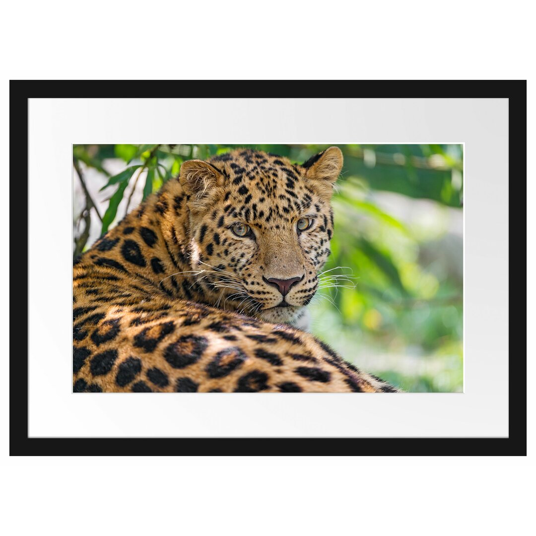 Gerahmtes Poster Aufmerksamer Leopard im Schatten