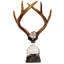 Antler Handcrafted Glass Decorative Bottles-71170905
