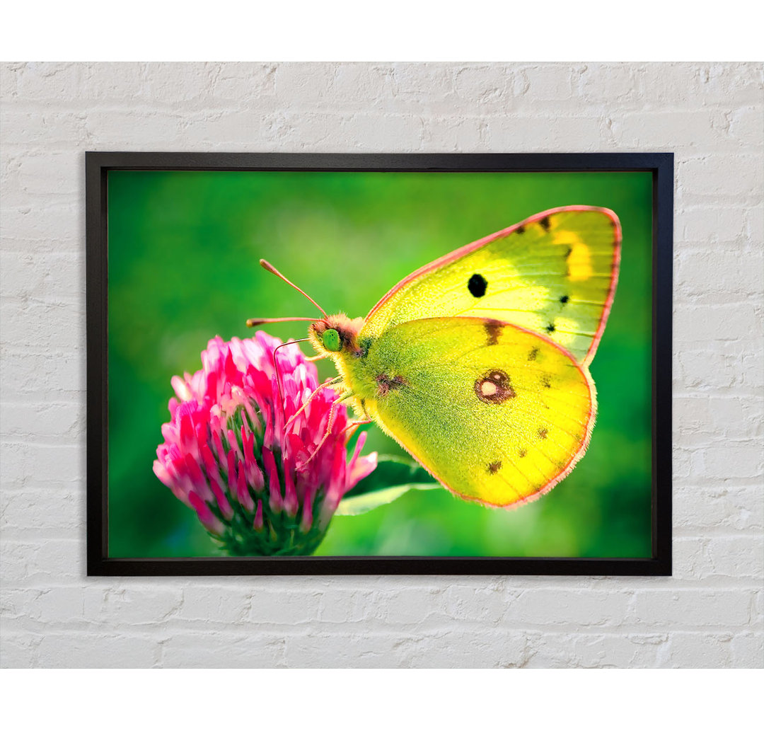 Colias Hyale Butterfly - Einzelner Bilderrahmen Kunstdrucke auf Leinwand