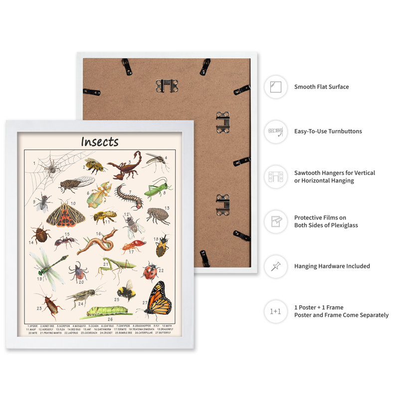 Insectes, 18"H x 24"W, Poster, White Framed