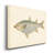 " Donovan Antique Fish IV "-1822154751