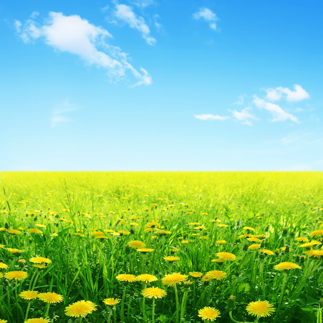 Leinwandbild Field of Yellow Dandelions von Elenavolkova