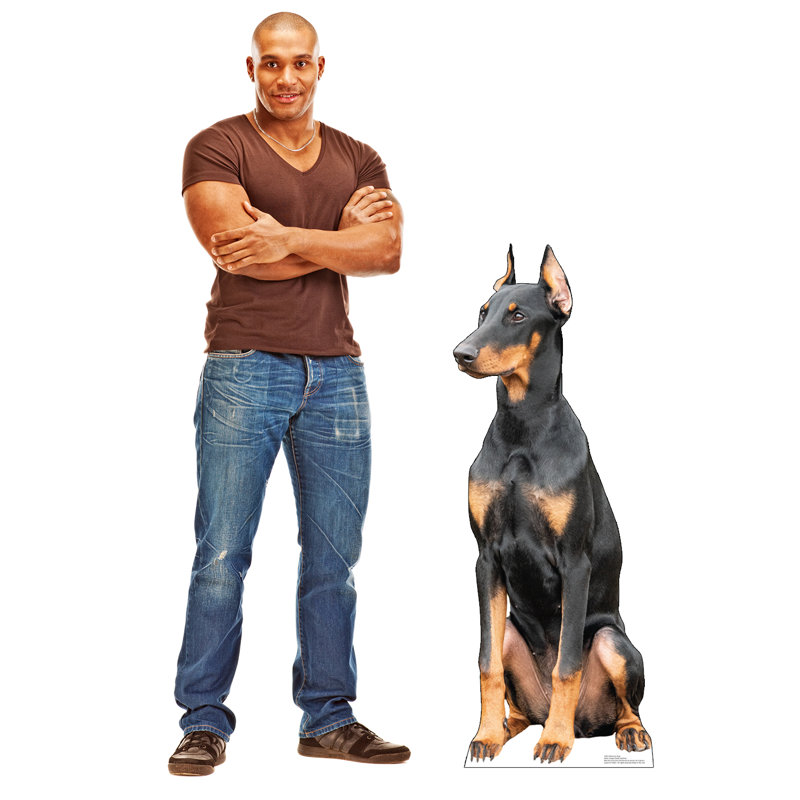 Doberman Dog