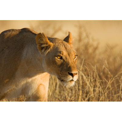 Lioness by Johan63 - Wrapped Canvas Print