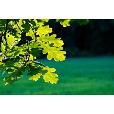 " Sunlit Oak Leaves "