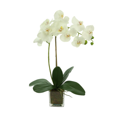 Kora Orchid Arrangement